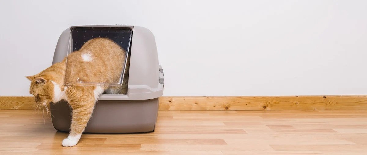 Why Is My Cat Peeing On The Carpet Suddenly at Nora Soto blog